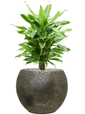 Dracaena fragrans 'Golden Coast' en Baq Opus Hit
