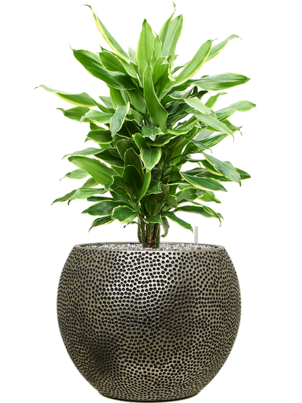 Dracaena fragrans 'Golden Coast' en Baq Opus Hit