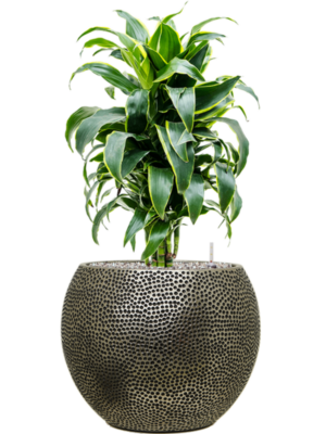 Dracaena fragrans 'Dorado' en Baq Opus Hit