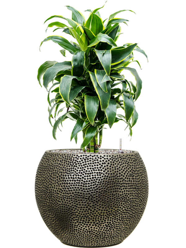 Dracaena fragrans 'Dorado' en Baq Opus Hit