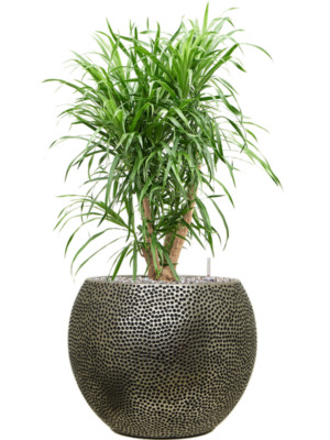 Pleomele (Dracaena) 'Anita Variegata' en Baq Opus Hit