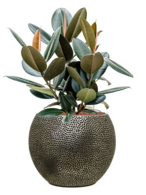 Ficus elastica 'Abidjan' en Baq Opus Hit