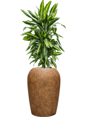 Dracaena fragrans 'Cintho' en Mineral