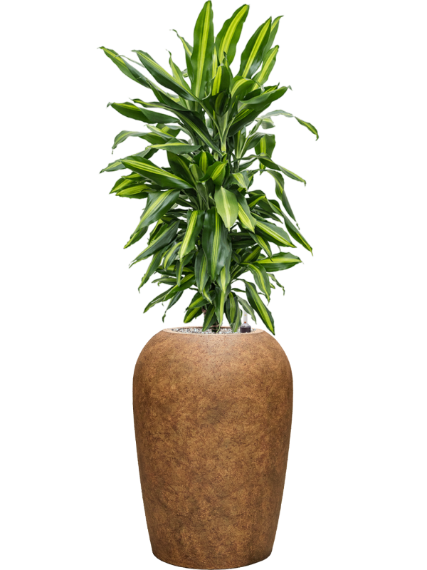 Dracaena fragrans 'Cintho' en Mineral, Pottery Pots