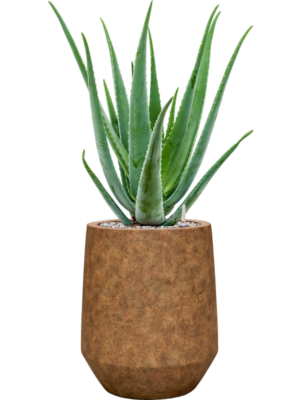 Aloe vera barbadensis en Mineral