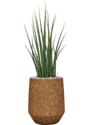 Sansevieria cylindrica 'Fernwood Mikado' en Mineral