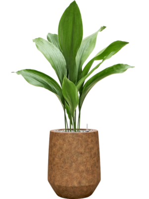 Aspidistra elatior en Mineral