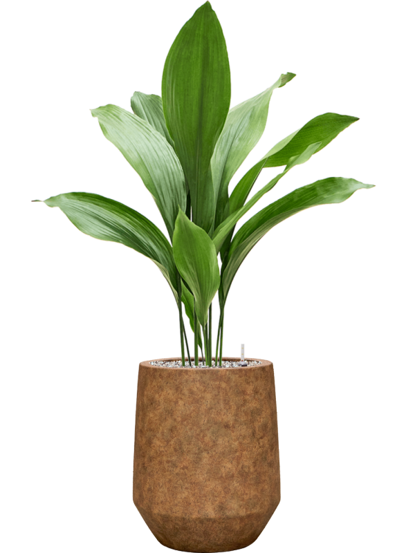 Aspidistra elatior en Mineral, Pottery Pots