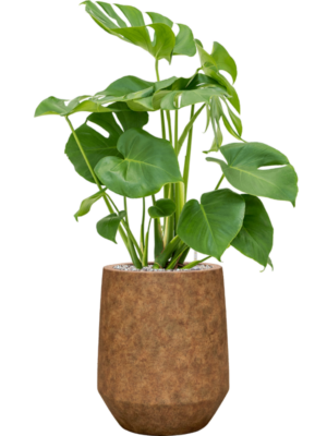 Monstera deliciosa en Mineral