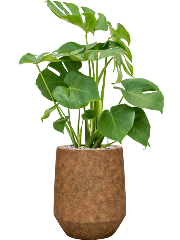 Monstera deliciosa en Mineral, Pottery Pots