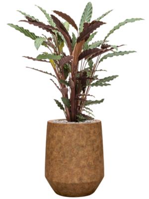 Calathea rufibarba 'Wavestar' en Mineral