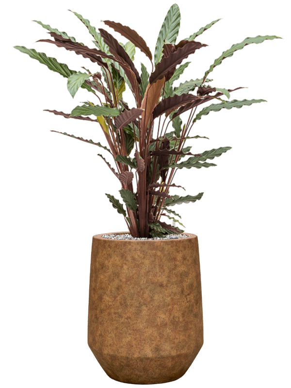 Calathea rufibarba 'Wavestar' en Mineral, Pottery Pots