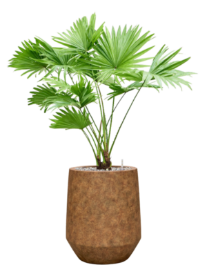 Livistona rotundifolia en Mineral