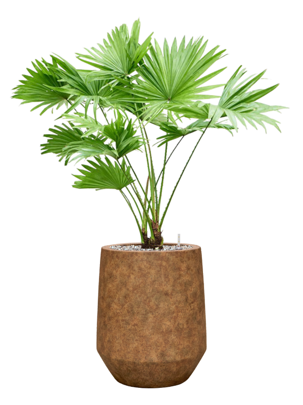 Livistona rotundifolia en Mineral, Pottery Pots
