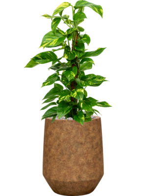 Scindapsus (Epipremnum) 'Aureum' en Mineral