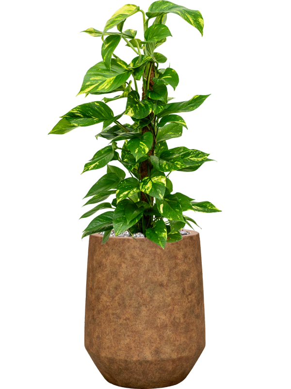 Scindapsus (Epipremnum) 'Aureum' en Mineral, Pottery Pots