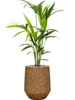 Kentia (Howea) forsteriana en Mineral