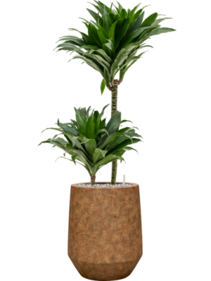 Dracaena fragrans 'Compacta' en Mineral