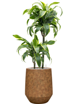 Dracaena fragrans 'Dorado' en Mineral