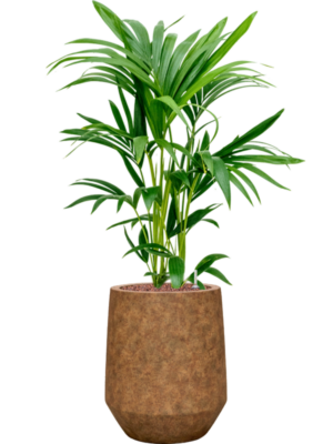 Kentia (Howea) forsteriana en Mineral