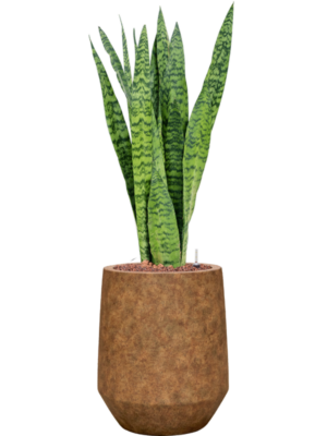 Sansevieria zeylanica en Mineral
