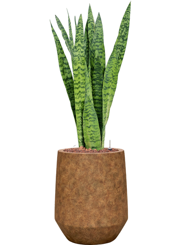 Sansevieria zeylanica en Mineral, Pottery Pots