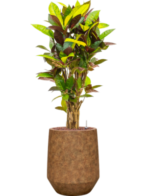 Croton (Codiaeum) variegatum 'Mrs. Iceton' en Mineral