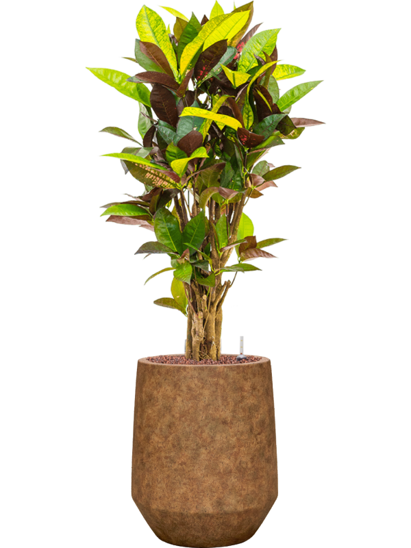 Croton (Codiaeum) variegatum 'Mrs. Iceton' en Mineral, Pottery Pots