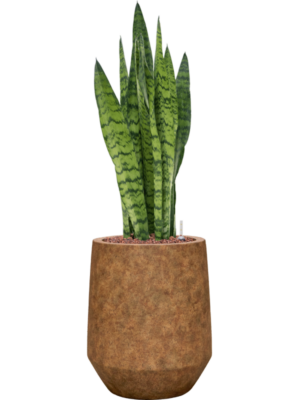 Sansevieria zeylanica en Mineral