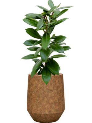 Ficus cyathistipula en Mineral