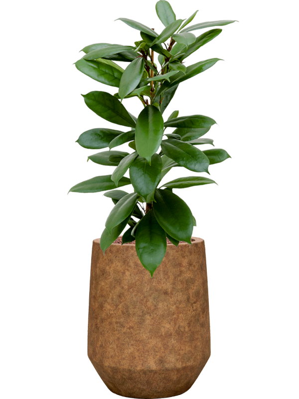 Ficus cyathistipula en Mineral, Pottery Pots