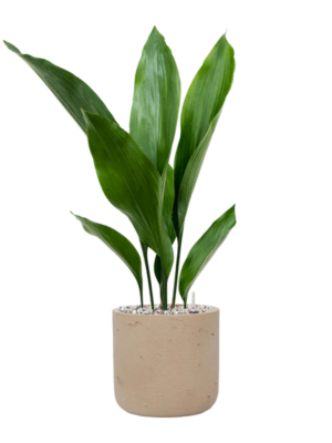 Aspidistra elatior en Rough