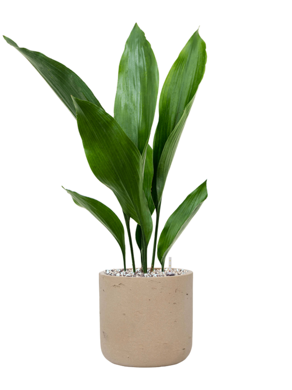 Aspidistra elatior en Rough, Pottery Pots