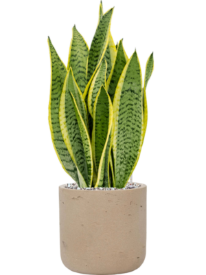 Sansevieria trifasciata 'Laurentii' en Rough