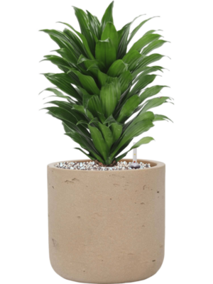 Dracaena fragrans 'Compacta' en Rough