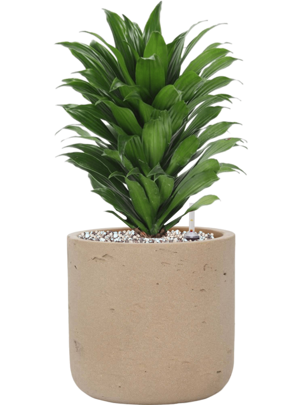 Dracaena fragrans 'Compacta' en Rough, Pottery Pots