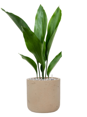 Aspidistra elatior en Rough