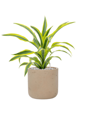 Dracaena fragrans 'Lemon Lime' en Rough