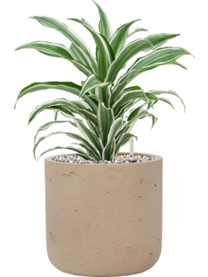 Dracaena fragrans 'White Jewel' en Rough