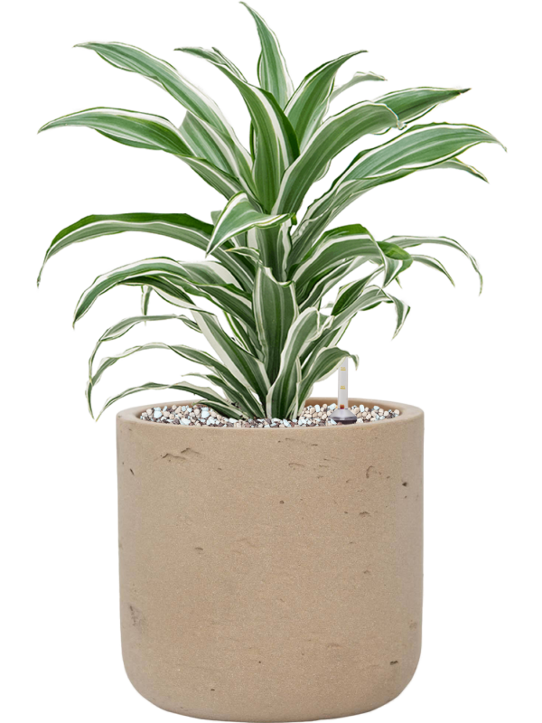 Dracaena fragrans 'White Jewel' en Rough, Pottery Pots