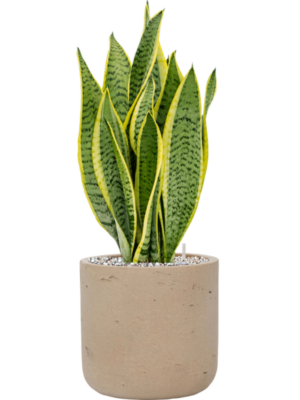 Sansevieria trifasciata 'Laurentii' en Rough