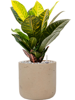 Croton (Codiaeum) variegatum 'Petra' en Rough