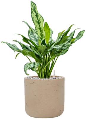 Aglaonema 'Miss Julliette' en Rough