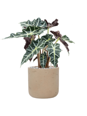 Alocasia 'Polly' en Rough