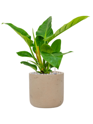Philodendron 'Imperial Green' en Rough