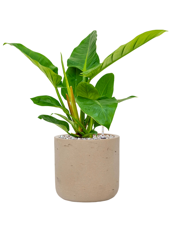 Philodendron 'Imperial Green' en Rough, Pottery Pots