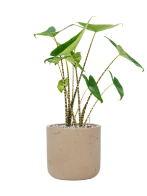 Alocasia zebrina en Rough