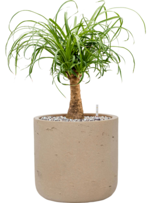 Beaucarnea recurvata en Rough