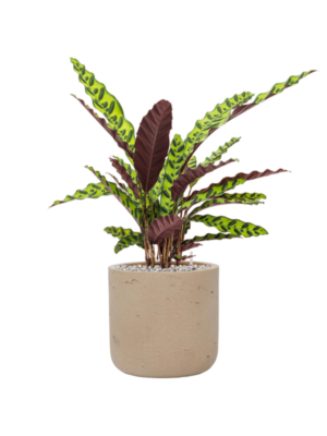 Calathea insignis en Rough
