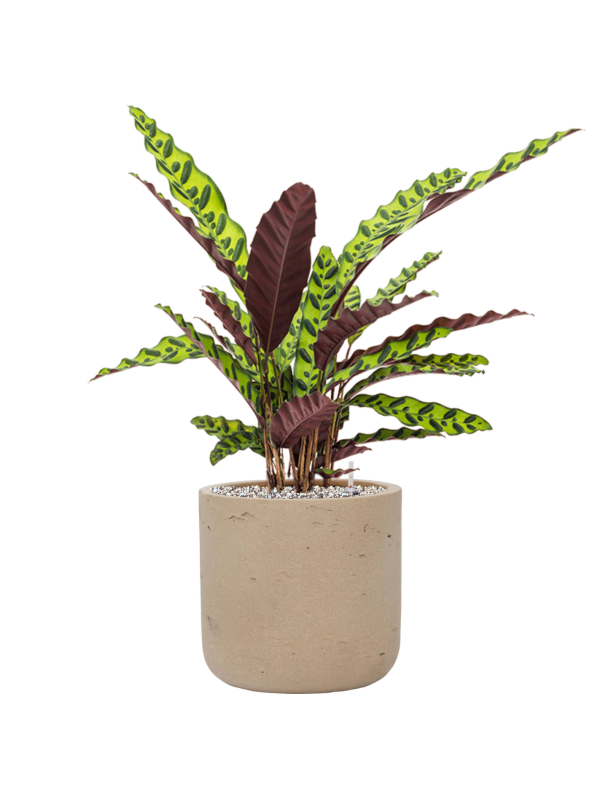 Calathea insignis en Rough, Pottery Pots